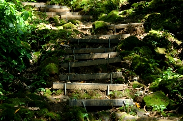 大艽芎古道─桐花