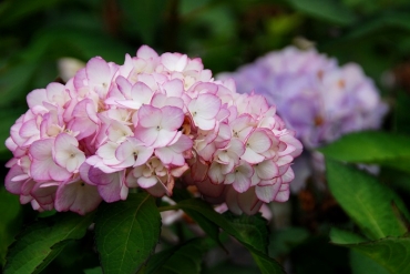 陽明山竹仔湖─繡球花_11