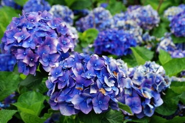 竹子湖─繡球花