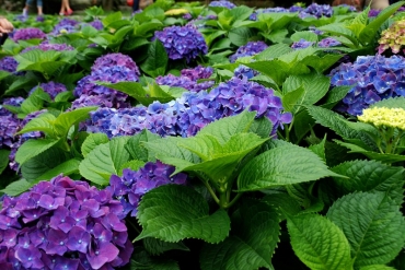 陽明山竹仔湖─繡球花_16