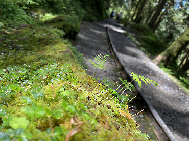 太平山｜見晴古道_8