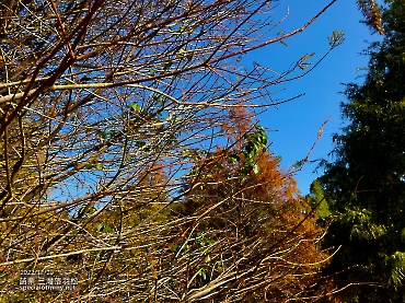 三灣落羽松-苗栗_5