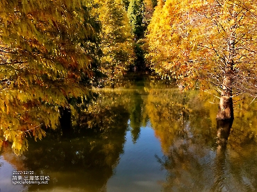 三灣落羽松-苗栗_9