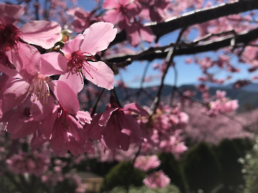 拉拉山 楓墅農莊