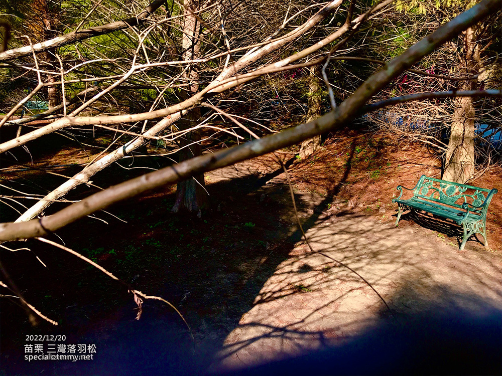 三灣落羽松-苗栗_2