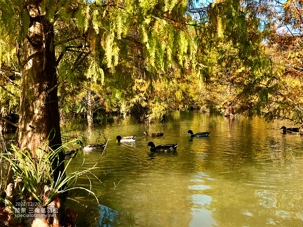 三灣落羽松-苗栗_4