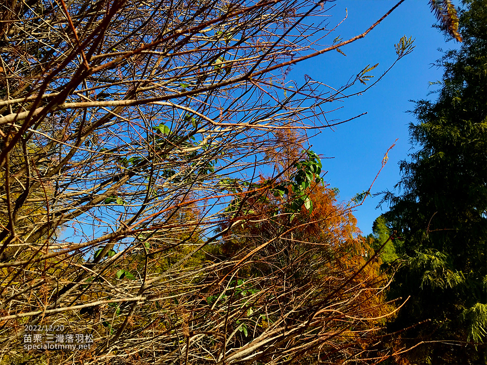 三灣落羽松-苗栗_5