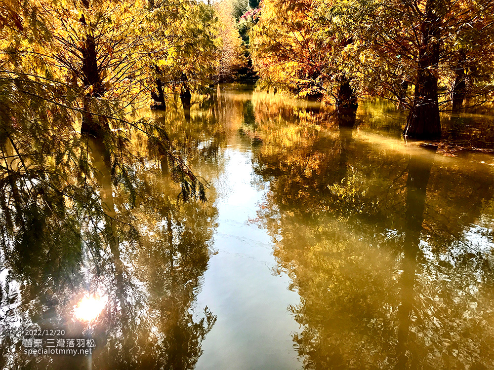 三灣落羽松-苗栗_6