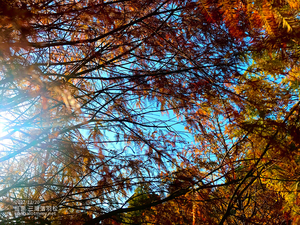 三灣落羽松-苗栗_7
