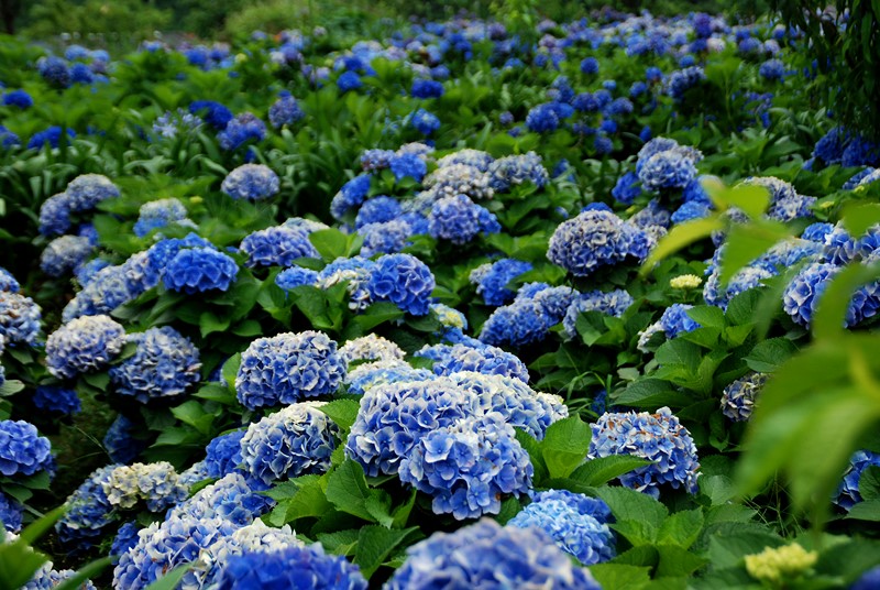 陽明山竹仔湖─繡球花_1